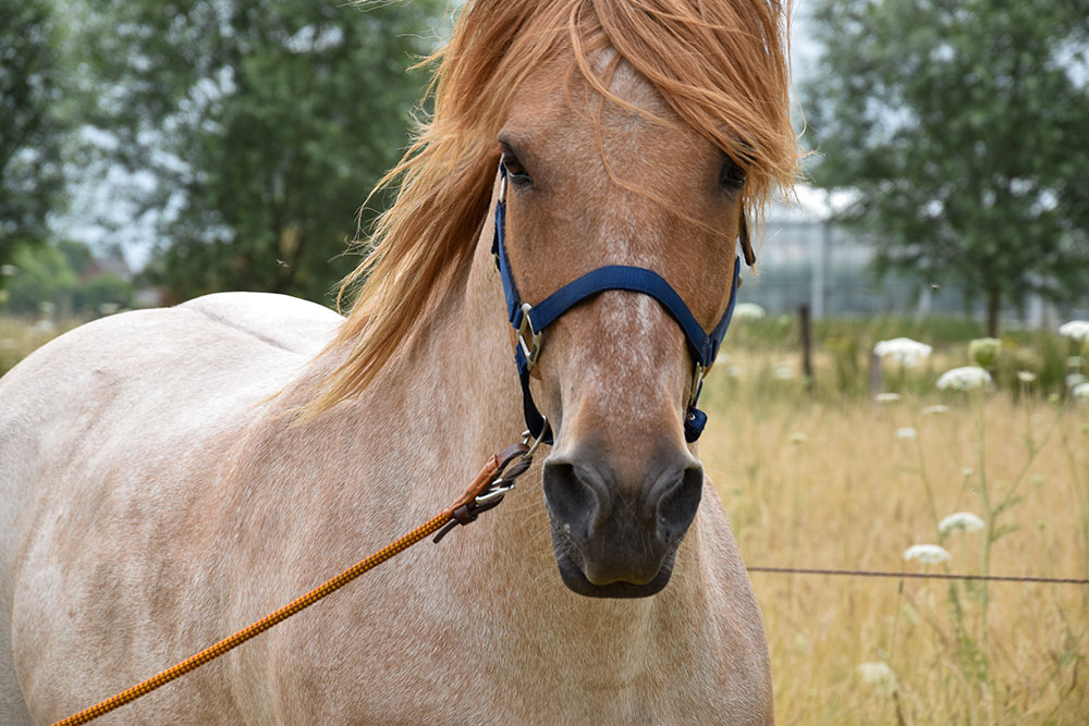 karakteranalyse paard