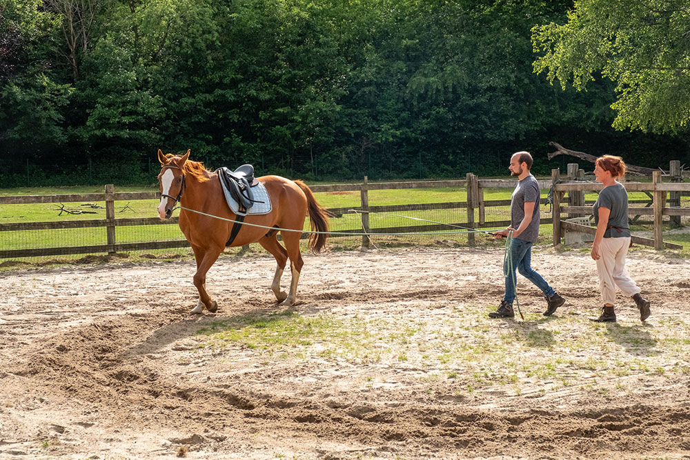 training van paard