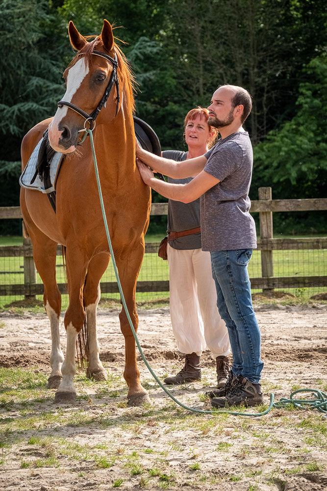 training van paarden