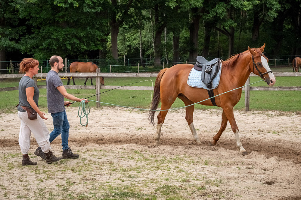 training van jouw paard